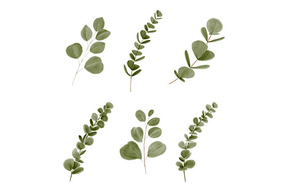 Watercolor Eucalyptus Leaf Element and Illustrations