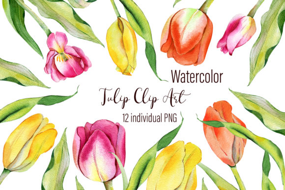 Watercolor Tulips Clipart and Illustrations